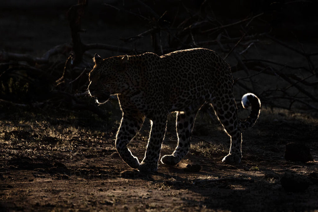 Rimlit leopard