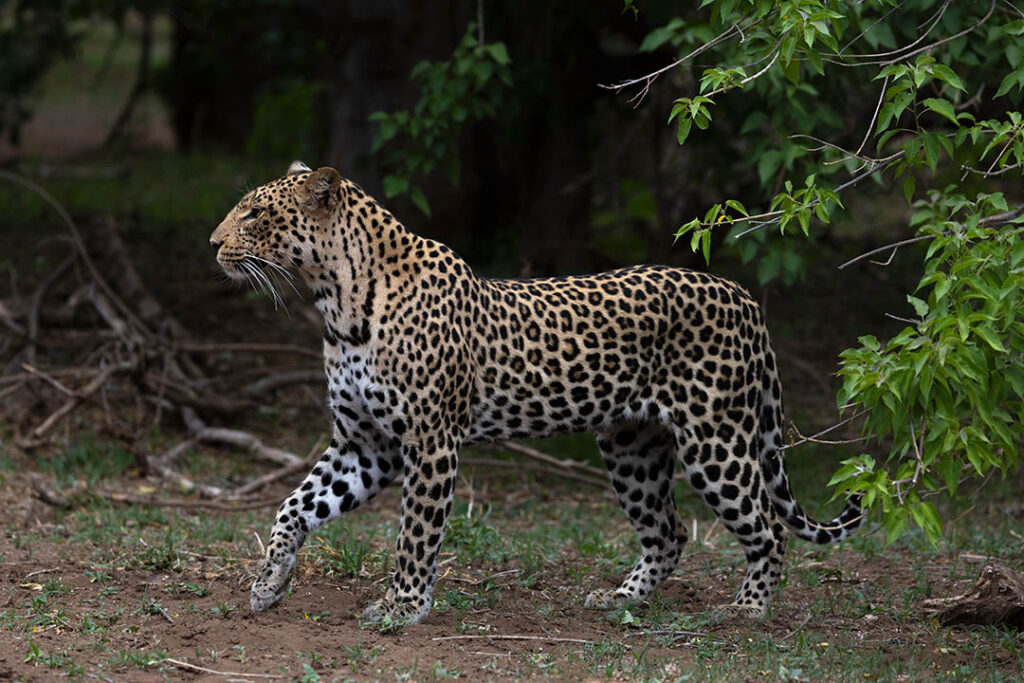 Leopard