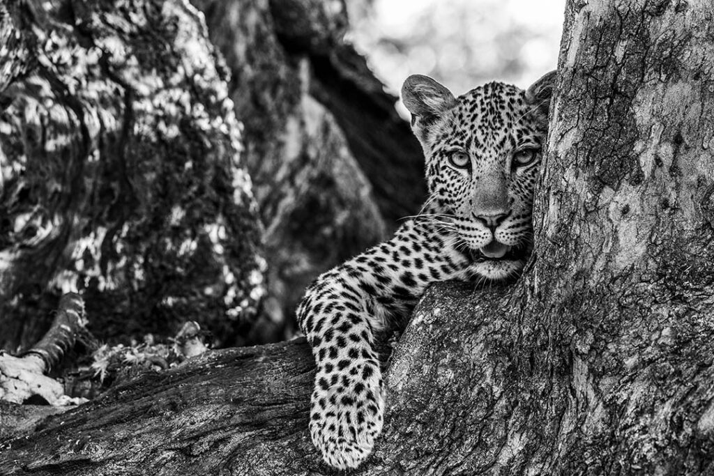 Leopard in tree