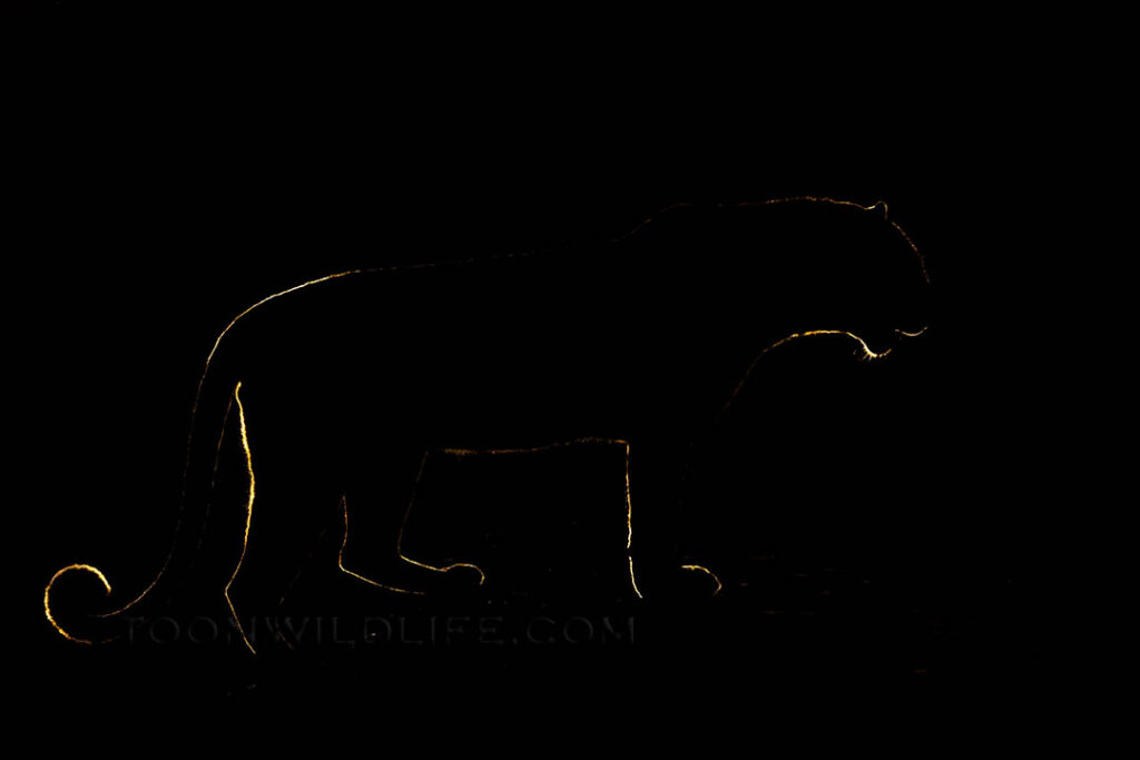 Rimlit leopard