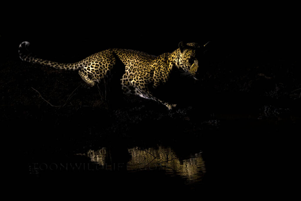 Leopard at water at night
