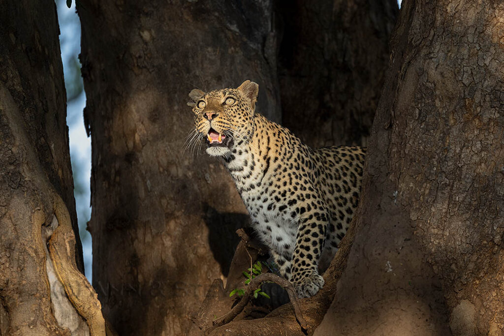 Leopard