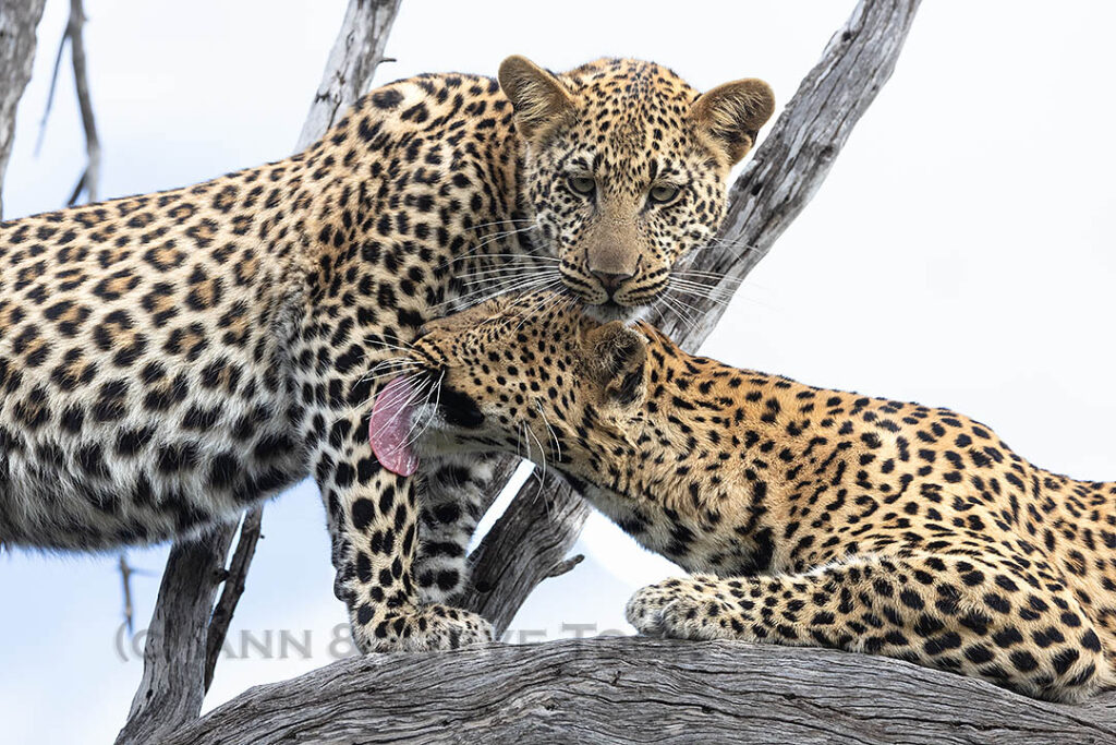 Leopard and cub, Mashatu