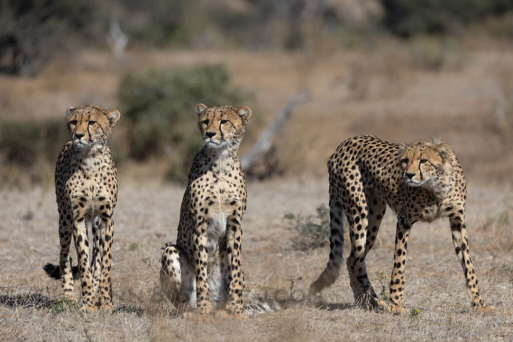 Cheetah brothers