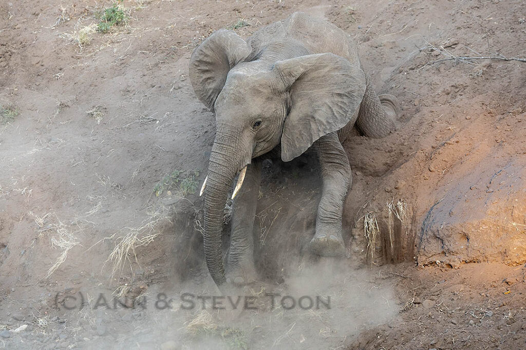 Elephant sliding down bank