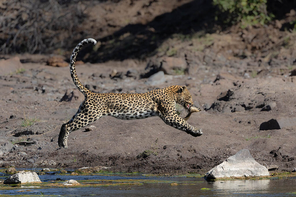 Leopard leap with tree squirrel