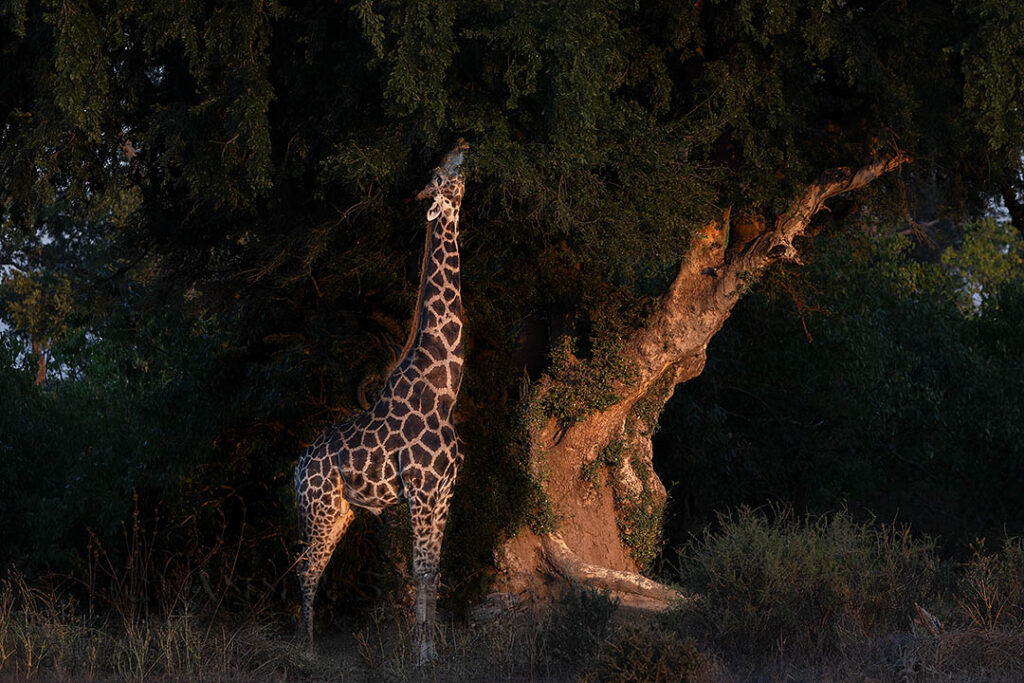 Giraffe browsing