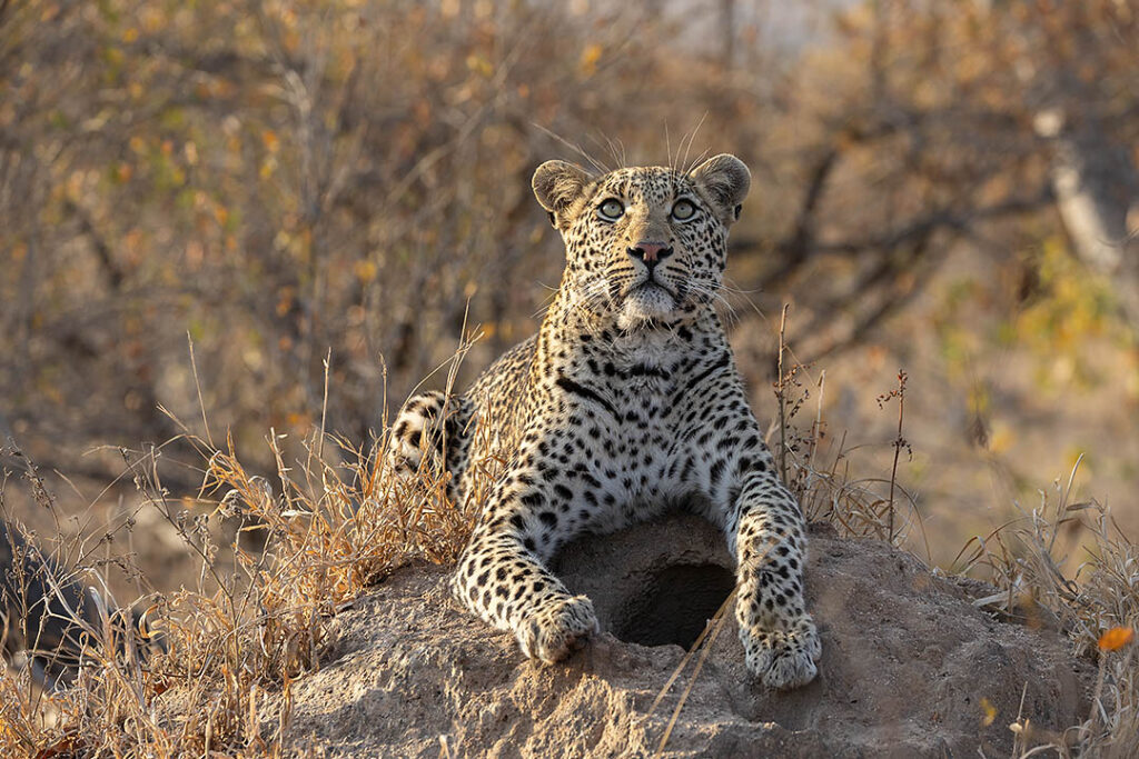 Leopard on termite mound