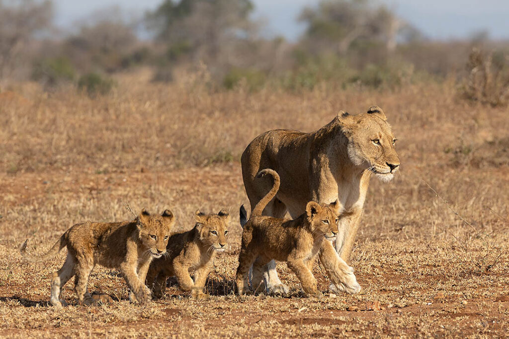 Lioness with cubs