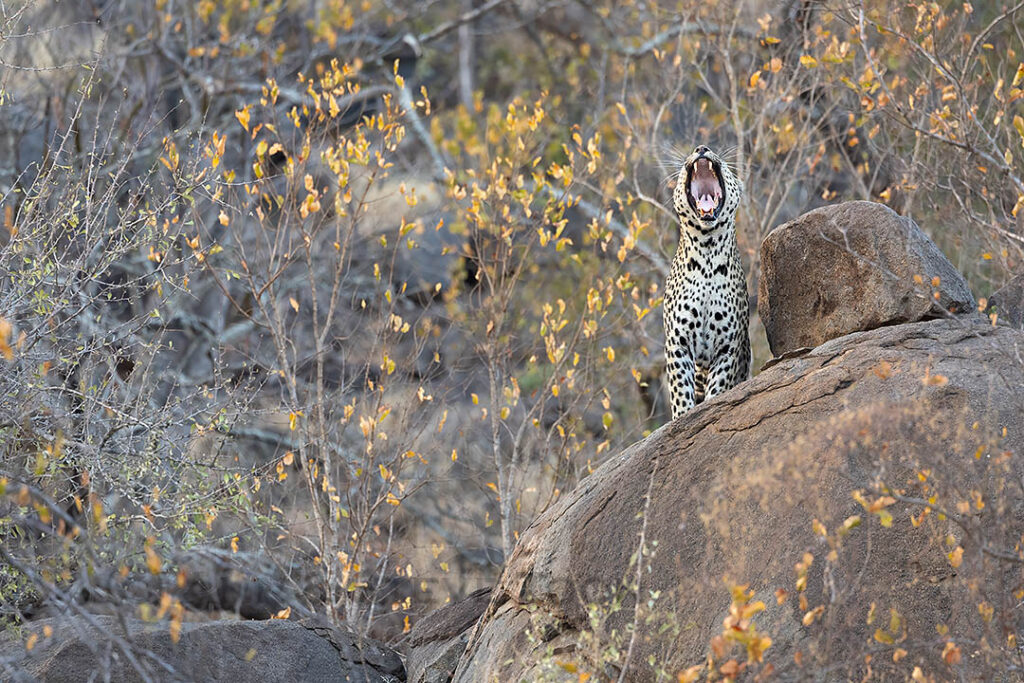 Leopard on rock