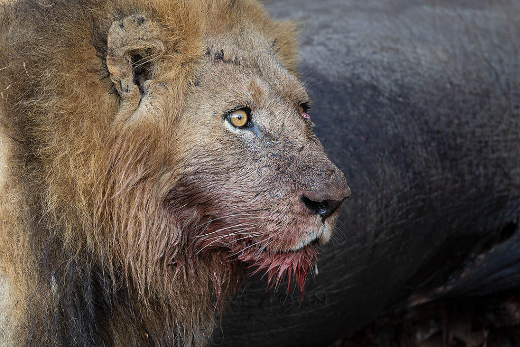 Bloodied lion