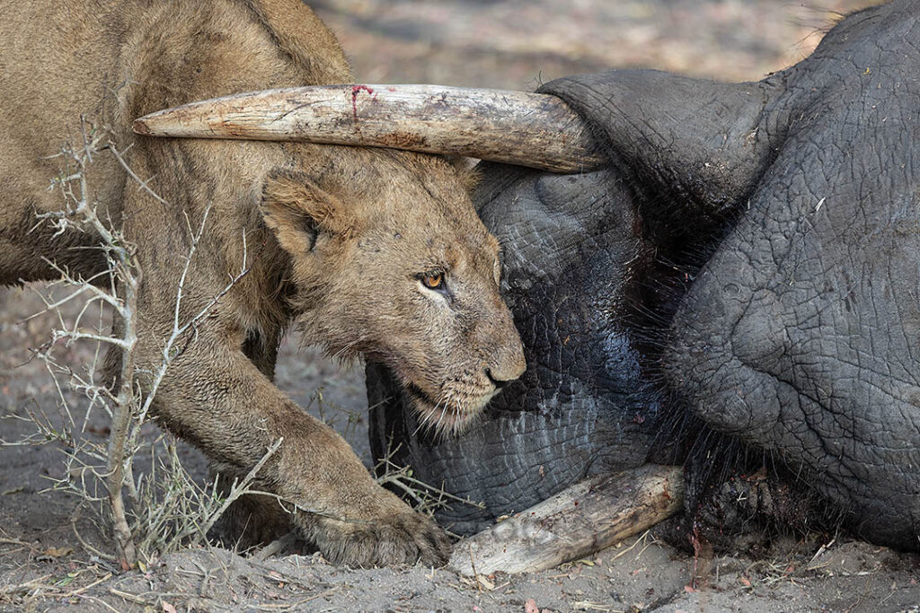 Lion scavenging elephant carcass