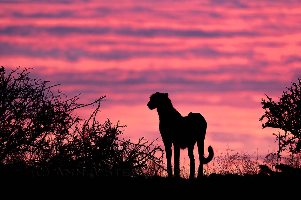 Cheetah at sunset, Mashatu