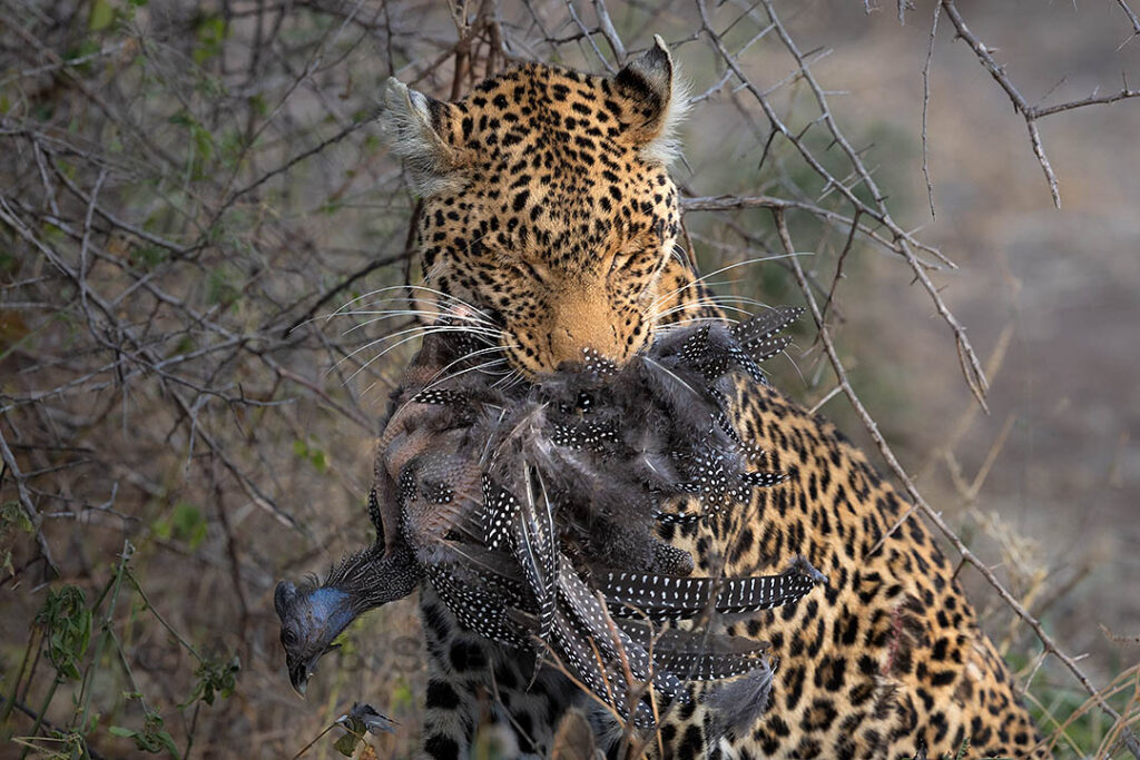 Leopard with guinea fowl