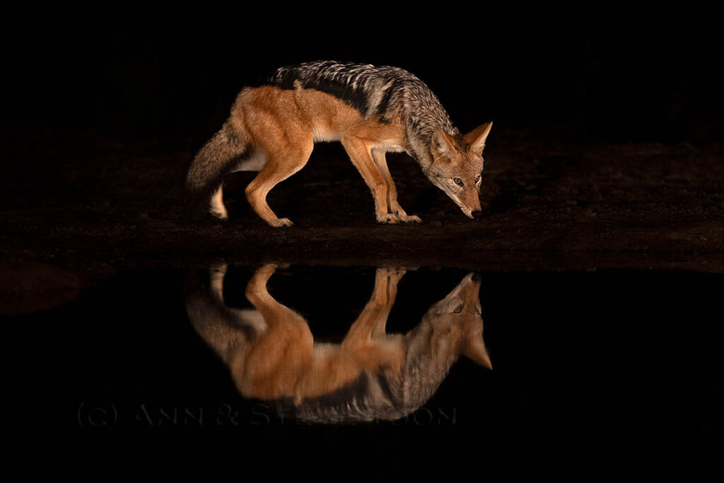 Blackbacked jackal at night