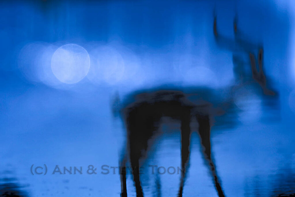Impala reflection