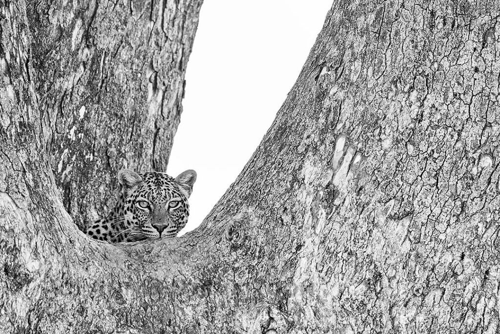 Leopard in tree