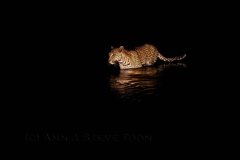 Leopard crossing river at night