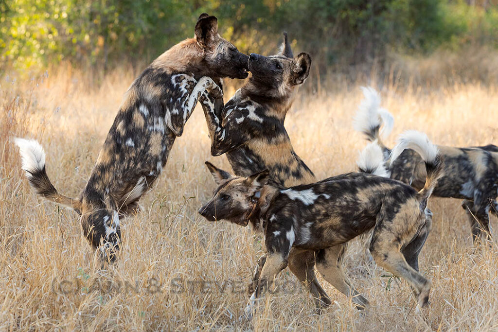 Wild dogs at play