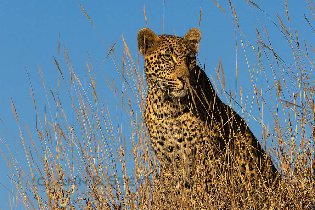 Leopard
