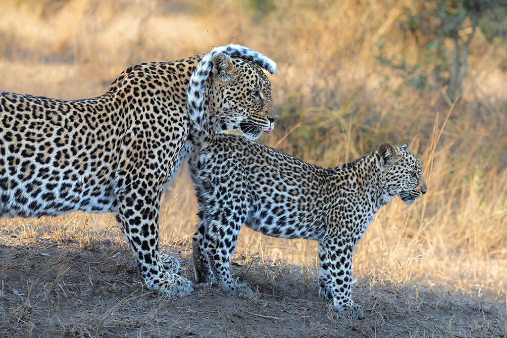 Leopard with cub, MalaMala