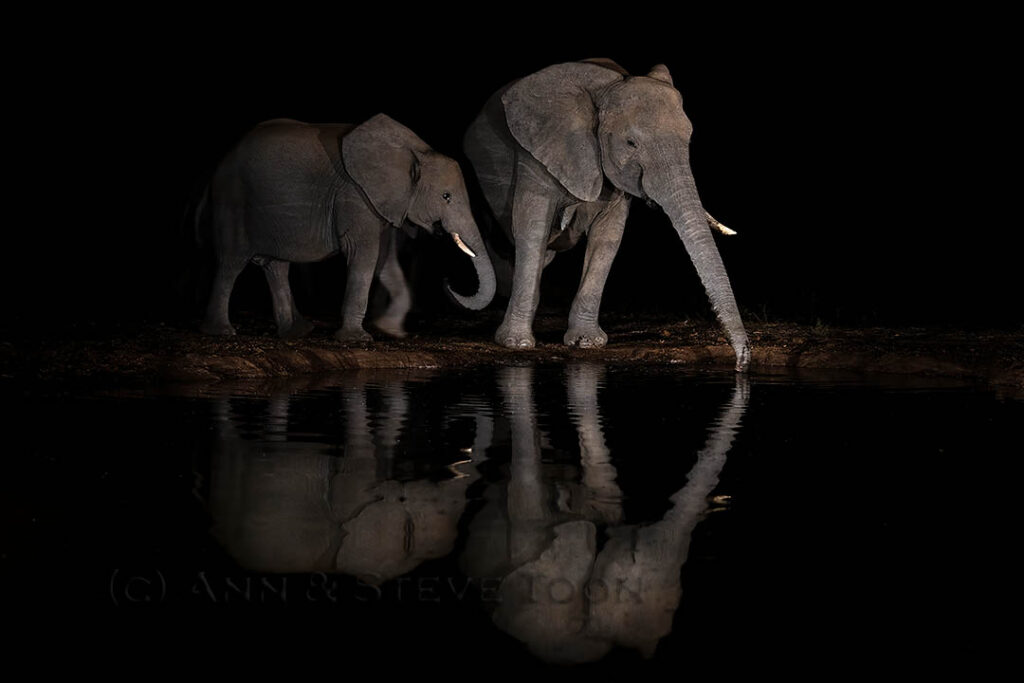 Elephants at night