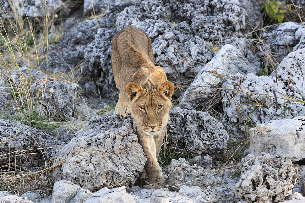 Eyes on the prize: young male lion stalking
