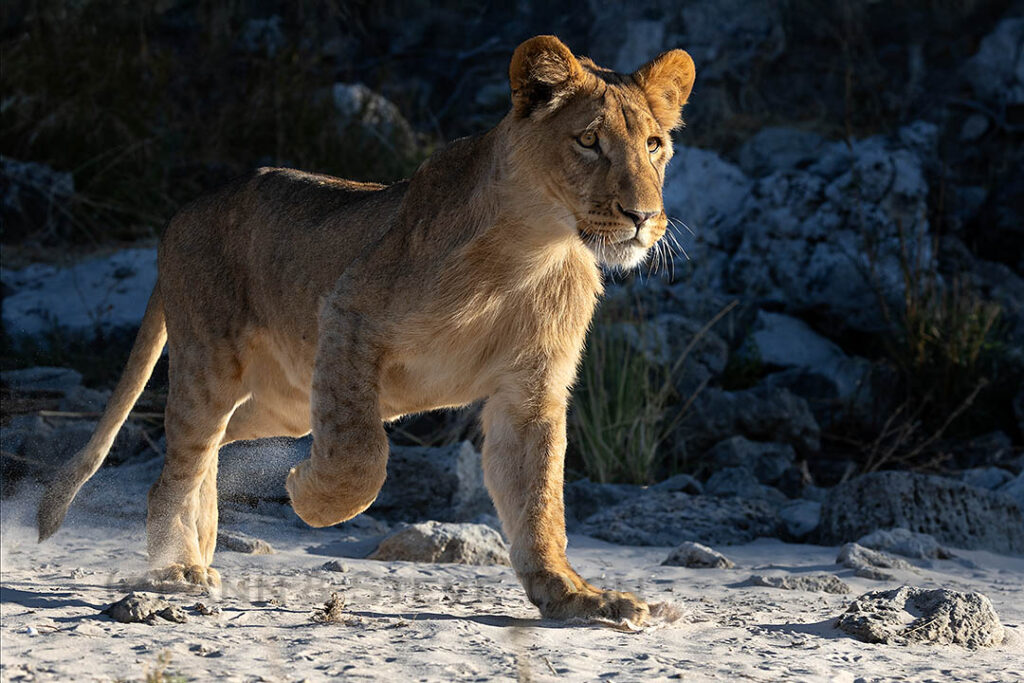 On full alert: lion watching prey