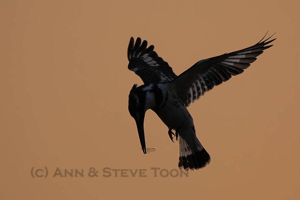 Pied kingfisher
