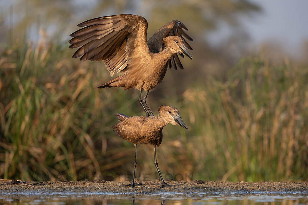 Hamerkops courting