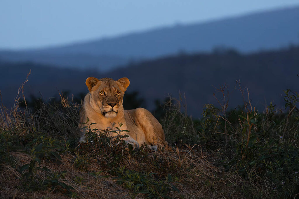 Lioness