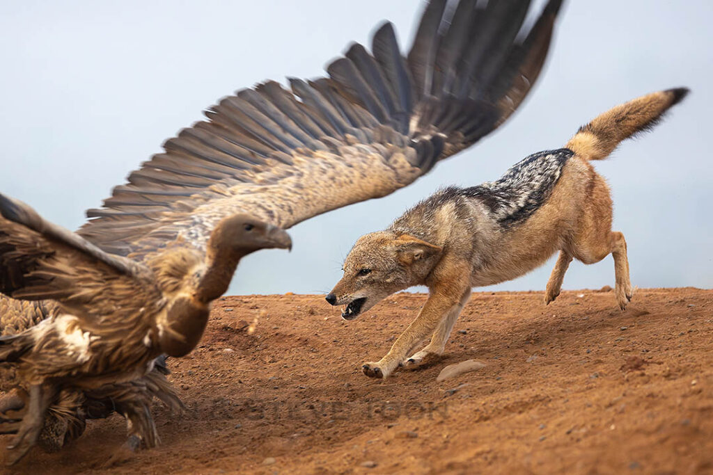 Black-backed jackal chasing vultures