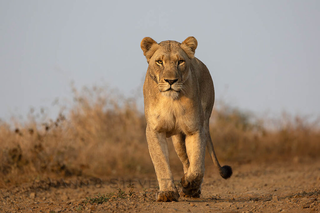 Lioness