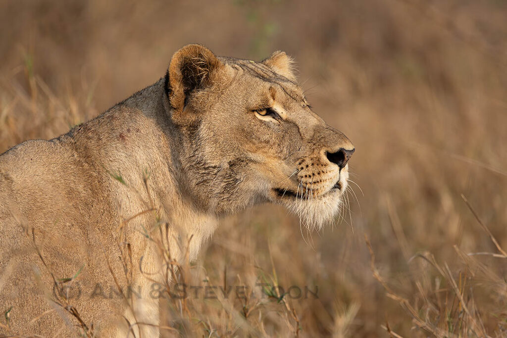 Lioness