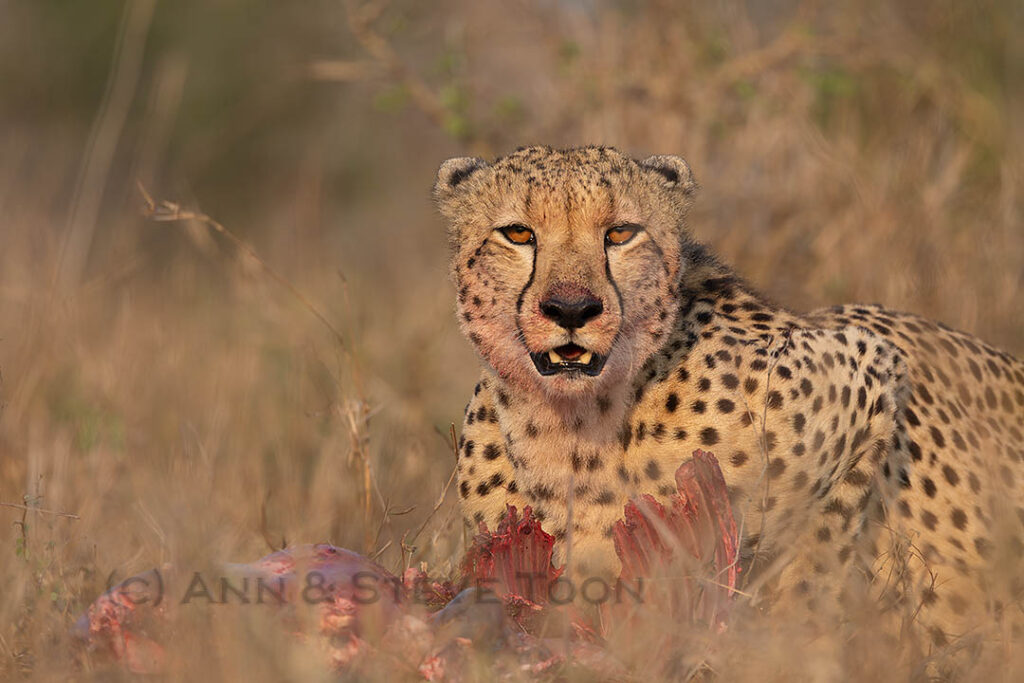 Cheetah on kill