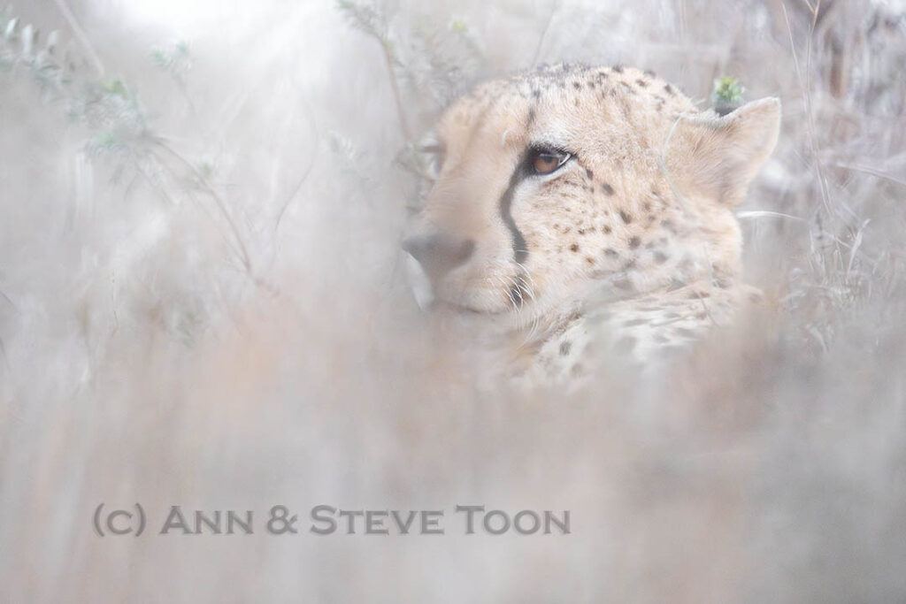 Cheetah
