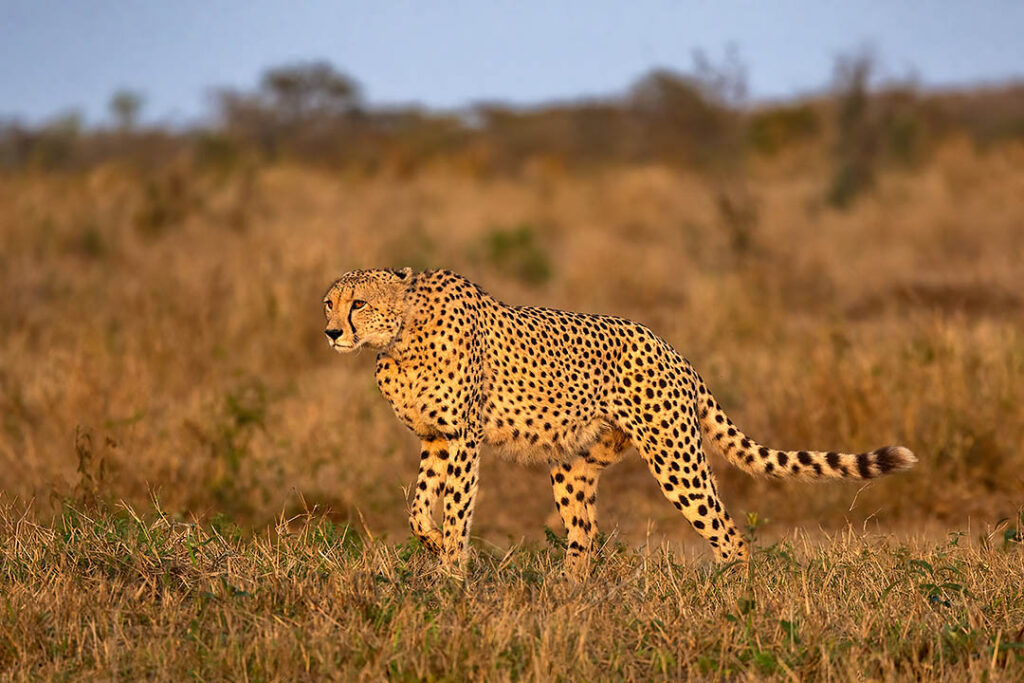 Cheetah