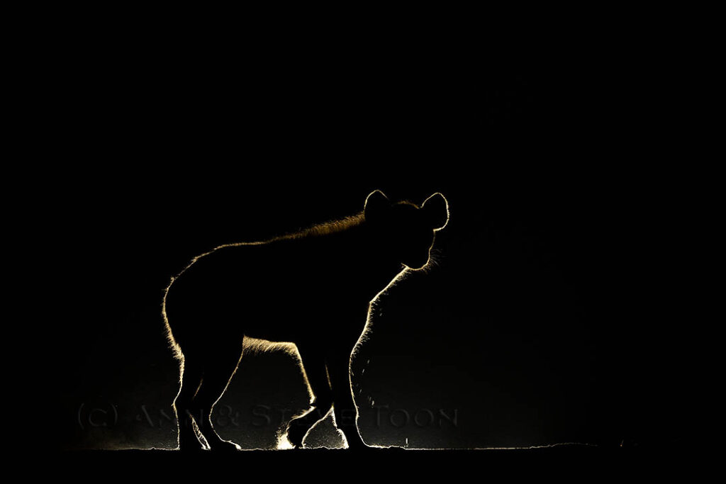 Spotted hyena