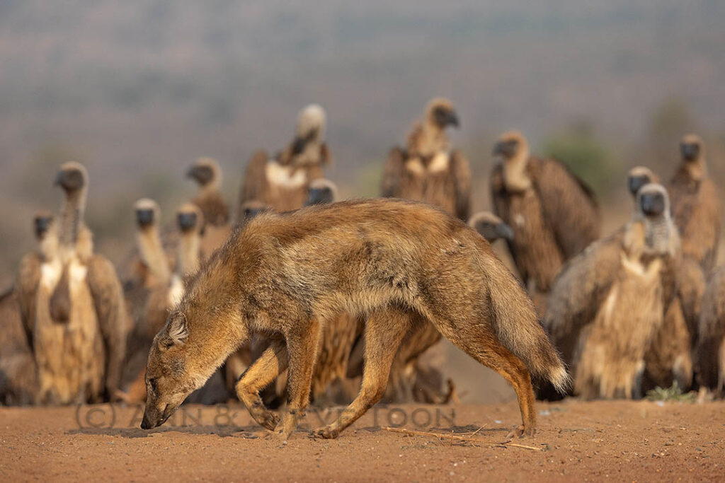Side-striped jackal