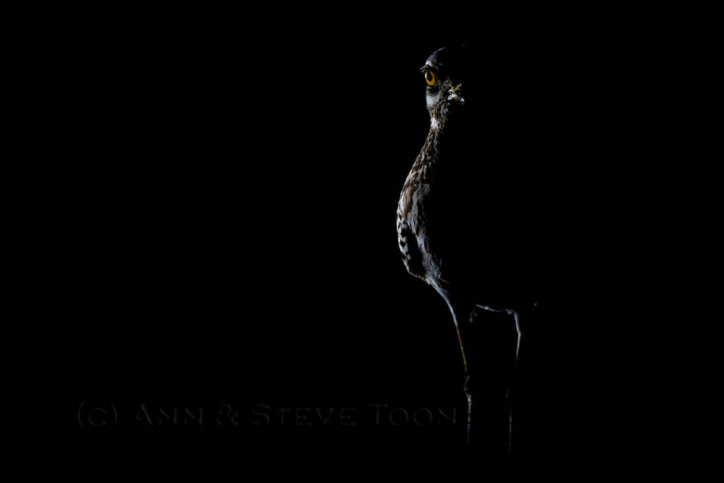 Spotted thick-knee