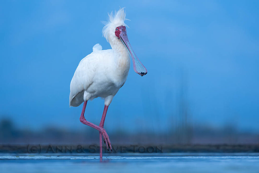 African spoonbill