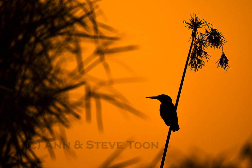 Malachite kingfisher