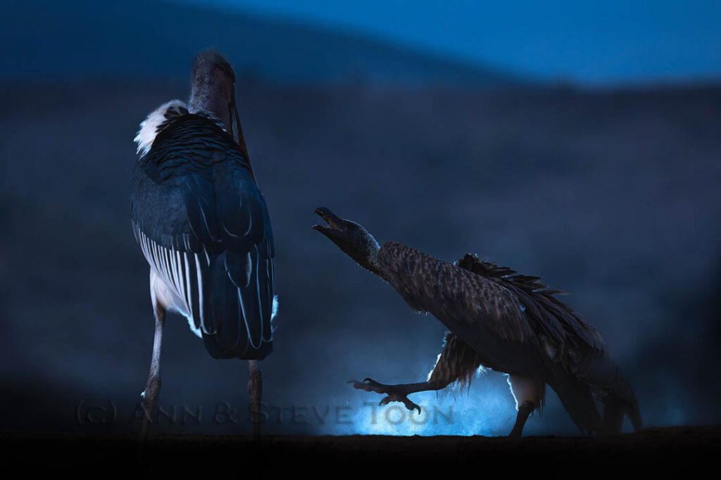 Vulture and marabou