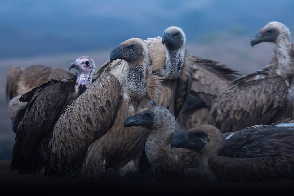 Vultures