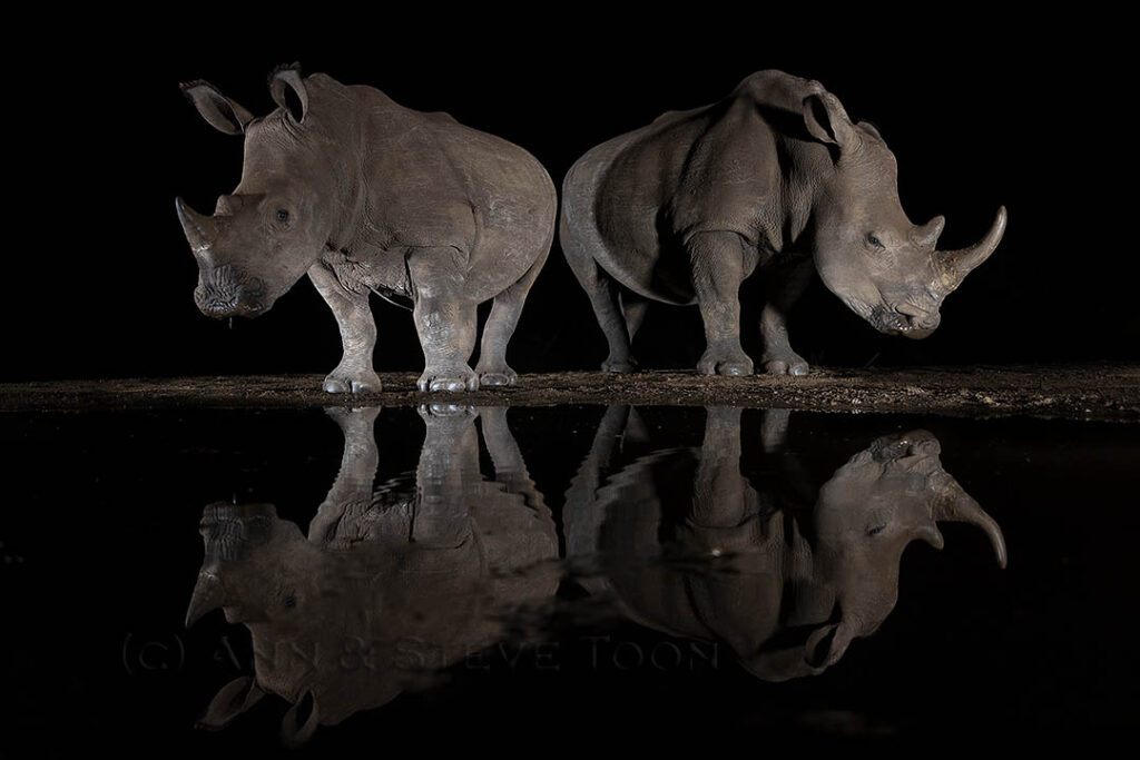 White rhino