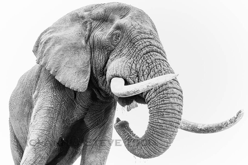 Elephant bull