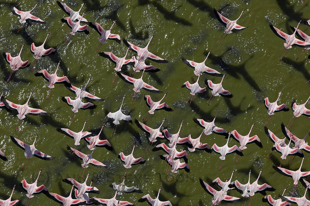 Flamingoes over Lake Magadi