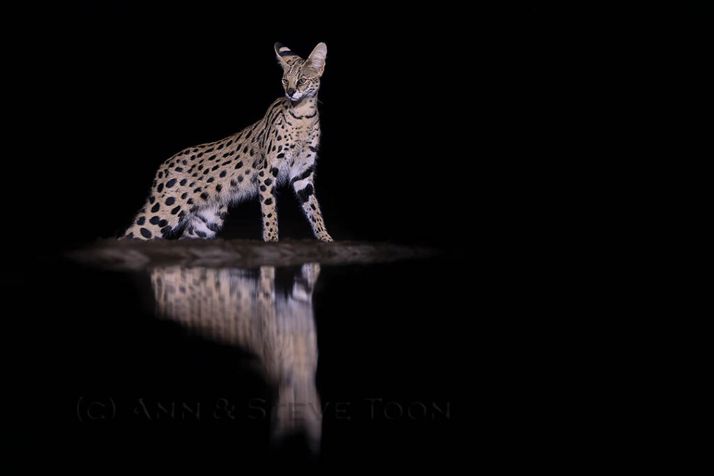 Serval