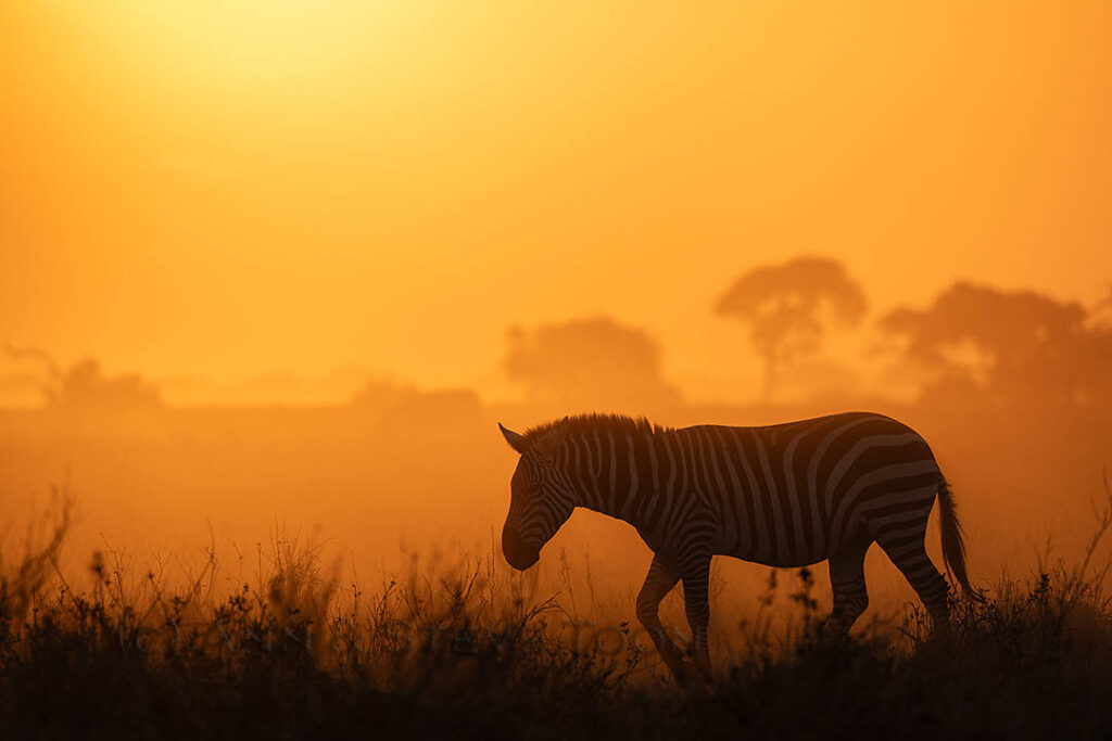 Zebra dawn