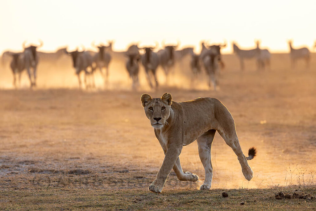 Amboseli lion